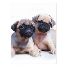 Pug puppies postcard