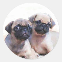 Pug puppies stickers