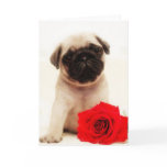Pug puppy and rose greeting card