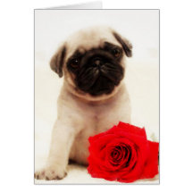 Pug puppy and rose greeting card