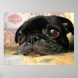 Pug Puppy Black Face posters