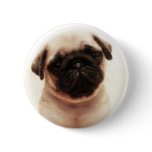 Pug puppy button