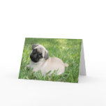 Pug Puppy Cards