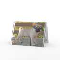 Pug Puppy cards