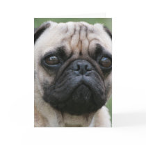 Pug Puppy Dog Greeting Card