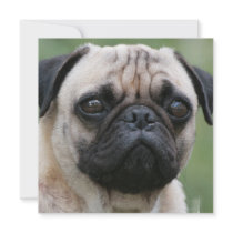 Pug Puppy Dog Invitations