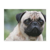 Pug Puppy Dog Postcard
