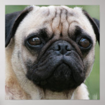 Pug Puppy Dog Poster