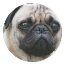 Pug Puppy Dog Stickers