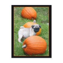 Pug puppy in pumpkins postcard