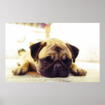 Pug Puppy Laying on the Ground Looking Sad posters