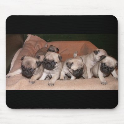 pug puppy mouse pad by denvercris