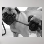 Pug Puppy Playing Tug of War posters