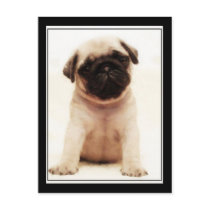 Pug puppy postcard