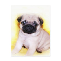 Pug Puppy postcard