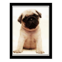 Pug puppy postcard