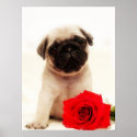 Pug puppy poster posters