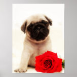 Pug puppy poster posters