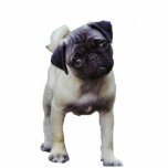 Pug Puppy Sculpture Magnet photo sculptures