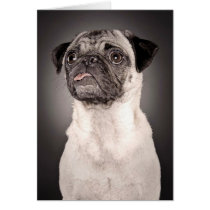 Pug Standing Up and Attentive with Tongue Out Greeting Card