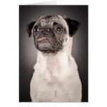Pug Standing Up and Attentive with Tongue Out cards