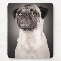 Pug Standing Up and Attentive with Tongue Out Mouse Pad