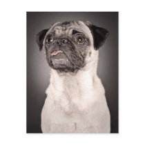 Pug Standing Up and Attentive with Tongue Out Post Card