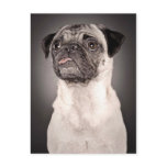 Pug Standing Up and Attentive with Tongue Out postcards
