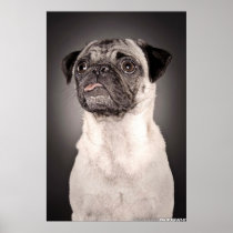 Pug Standing Up and Attentive with Tongue Out Posters