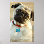 Pug with a Questioning Expression posters