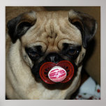 Pug with Binky in his Mouth posters
