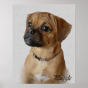Puggle Art Prints