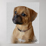 Puggle Art Prints