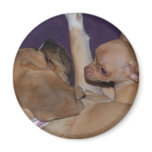 Puggle & Chihuahua magnets