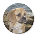 Puggle Fridge Magnet