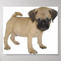 Puggle Poster