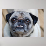 Puggly posters