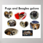 Pugs and Beagles Galore posters