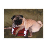 Pugs Love Football!