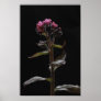Pulmonaria officinalis poster