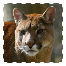 Puma Cat Invitation