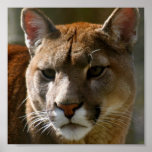 Puma Cat Poster