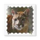 Puma Cats Square Magnet