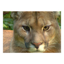 Puma Mountain Cat Invitation