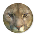 Puma Mountain Cat Round Magnet