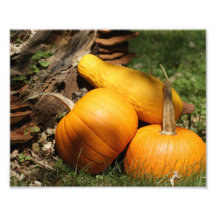 Pumkin 10 x 8 Photographic Print