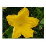Pumpkin Flower Post Cards