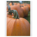 Pumpkin in Field flyers