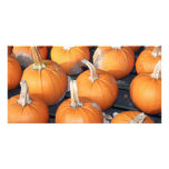 pumpkin line-up photo cards
