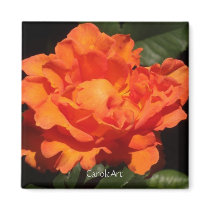 Pumpkin Orange Rose